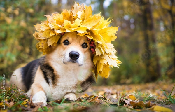 Fototapeta A dog of the Welsh Corgi breed Pembroke on a walk in the autumn forest. A dog in a wreath of autumn leaves.