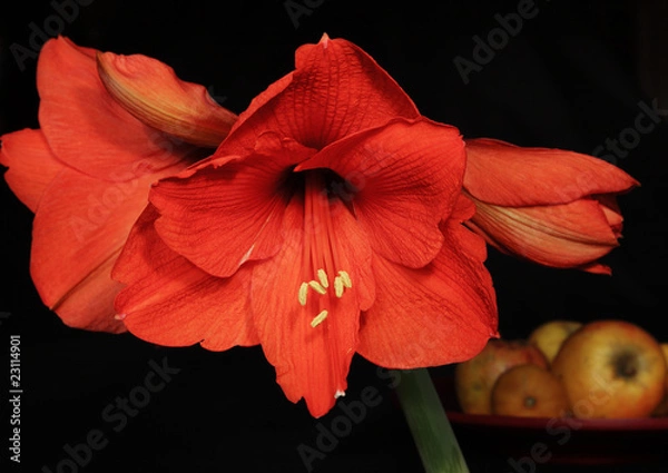Obraz Amaryllis mit Äpfeln
