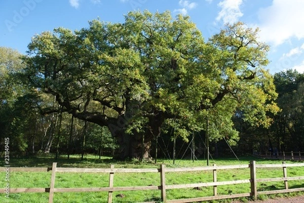 Obraz sherwood las dąb major