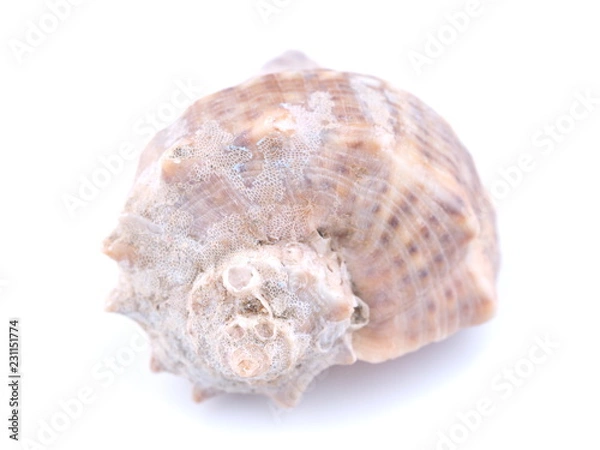 Fototapeta sea shell on white background