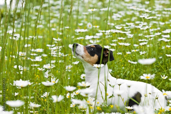 Fototapeta JackRussel10