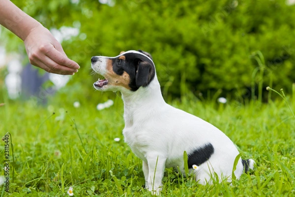 Fototapeta JackRussel9