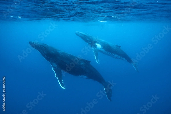 Fototapeta Humpback Whale, Tonga