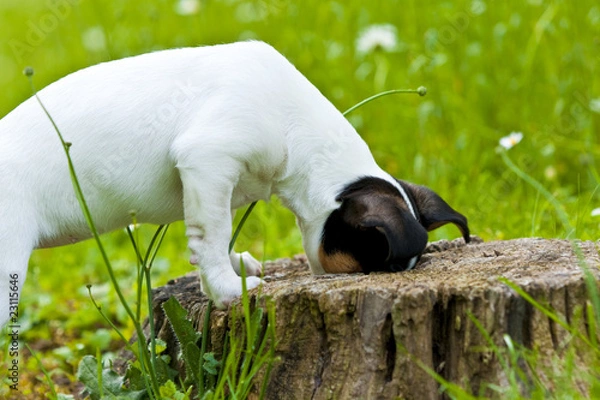 Fototapeta JackRussel3