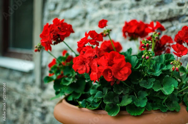 Fototapeta Czerwone kwiaty geranium ogród w doniczce, bliska strzał. kwiaty pelargonii. pelargonia