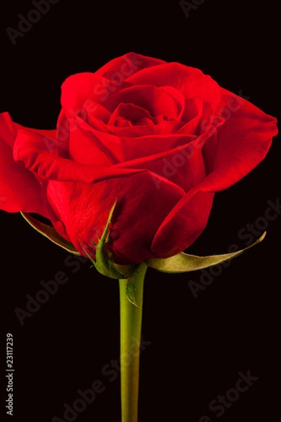 Obraz Beautiful red rose with dramatic lighting on black background