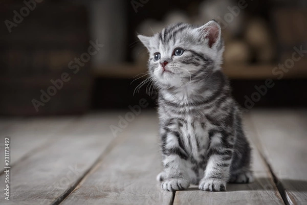 Obraz Portrait of a cute kitten