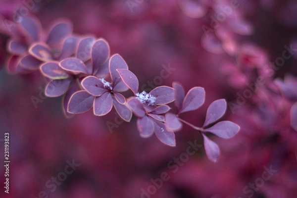 Fototapeta Barberry in autumn. First snowflake on the on the branch of barberry.