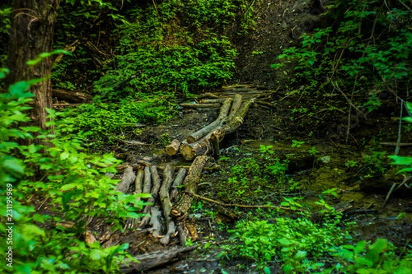 Fototapeta tree in forest