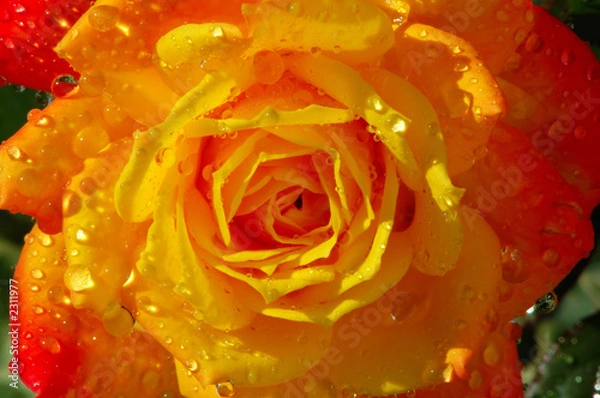 Fototapeta rose with dew