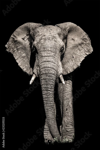 Obraz african elephant