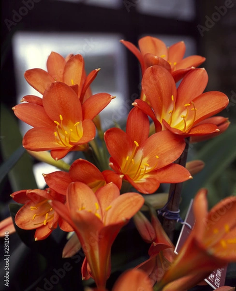 Obraz orange camillia