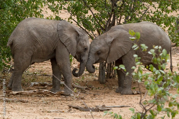 Obraz African Elephant youngsters