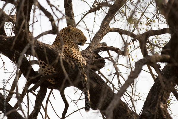 Obraz Leopard resting