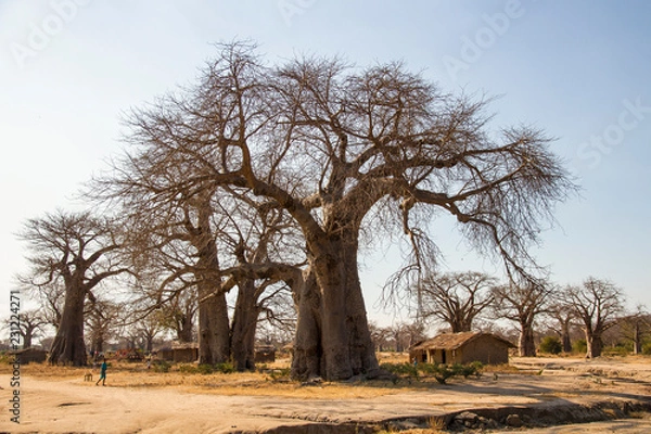 Obraz African Tree