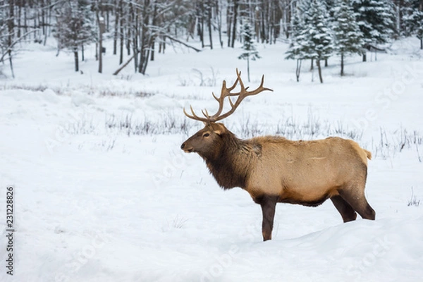 Obraz American or Canadian Elk shot in early winter in deep snow north Quebec Canada.