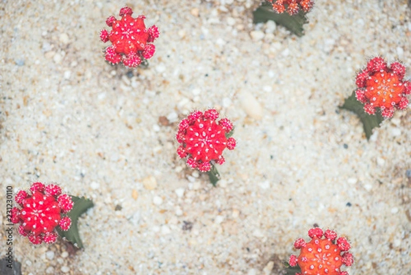 Fototapeta Selective Focus Close-Up Cactus Texture Background