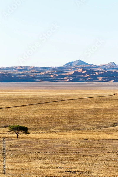 Fototapeta Schirmakazie (Acacieae), hinten Dünen der Namibwüste