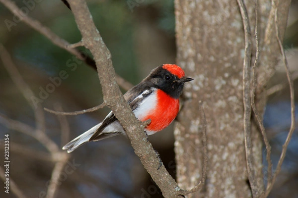 Fototapeta Red-capped Robin