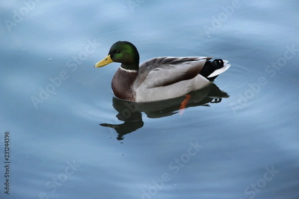 Fototapeta canard