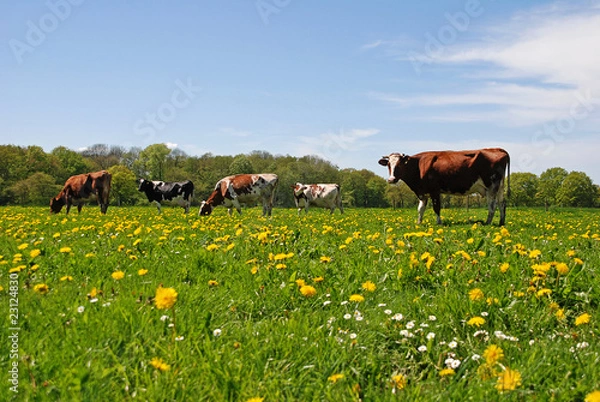 Obraz Kühe auf einer Weide