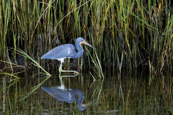 Obraz Tricolored Heron (Egretta tricolor) wading in front of swamp grass looking for food at Ft. Desoto Park near St. Pete Beach, Florida.