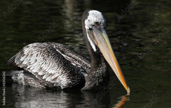 Fototapeta Chilepelikan2