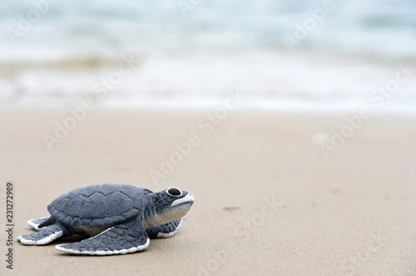 Obraz turtle baby On the beach Copy space