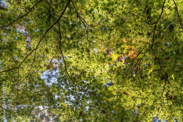 Fototapeta 紅葉していないもモミジ / 木 / 森のイメージ