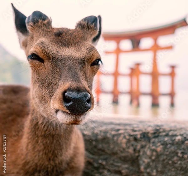 Fototapeta Deer at Miyajima island with background defocus of Itsukushima Shrine , Hiroshima , Japan