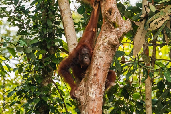 Fototapeta Large Borneo Orangutan in a tree