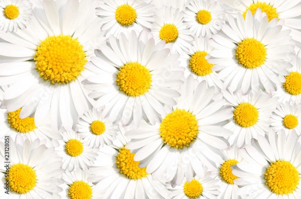 Obraz Daisy background