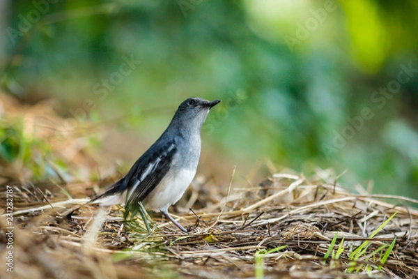 Obraz Oriental Magpie Robin