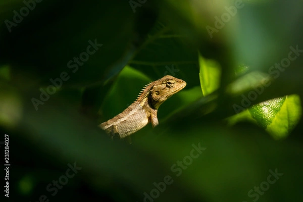 Obraz A Garden lizard