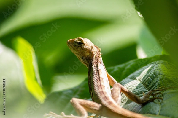 Obraz A Garden lizard