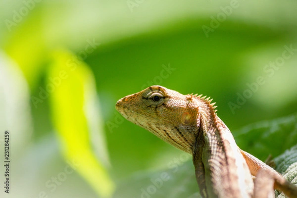 Obraz A Garden lizard