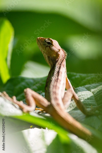 Obraz A Garden lizard