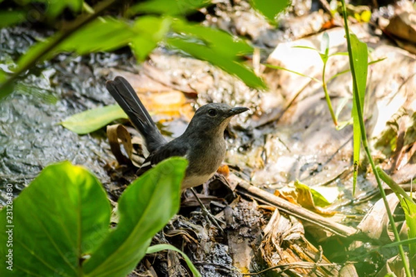 Obraz Oriental Magpie Robin