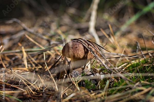Obraz White mushroom in the forest.