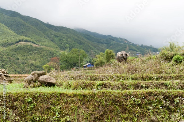Obraz idyllic countryside scene