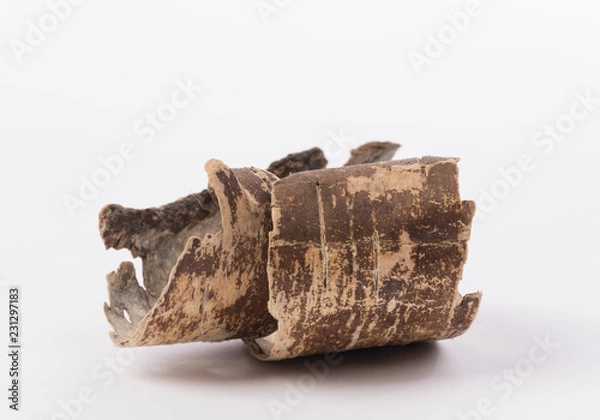 Fototapeta Twisted tree bark