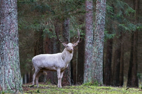 Fototapeta biały daniele