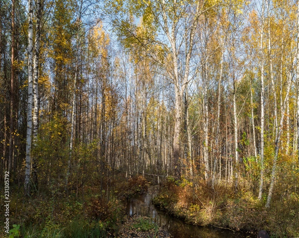 Obraz creek in the autumn forest
