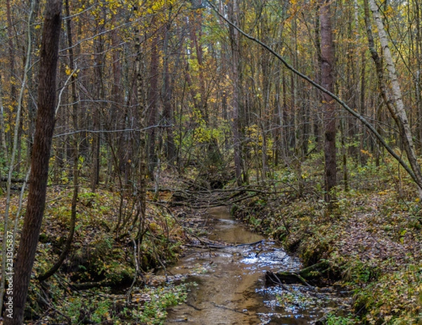 Obraz creek in the autumn forest