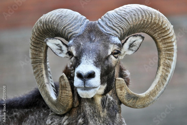 Obraz Mountain Mouflon