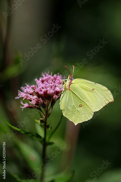 Obraz Zitronenfalter