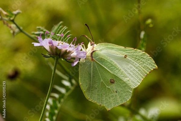 Obraz Zitronenfalter
