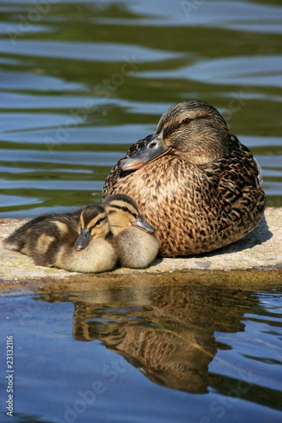Obraz mother duck with two ducklings