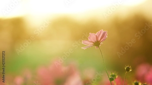 Obraz 夕刻の一輪のコスモス