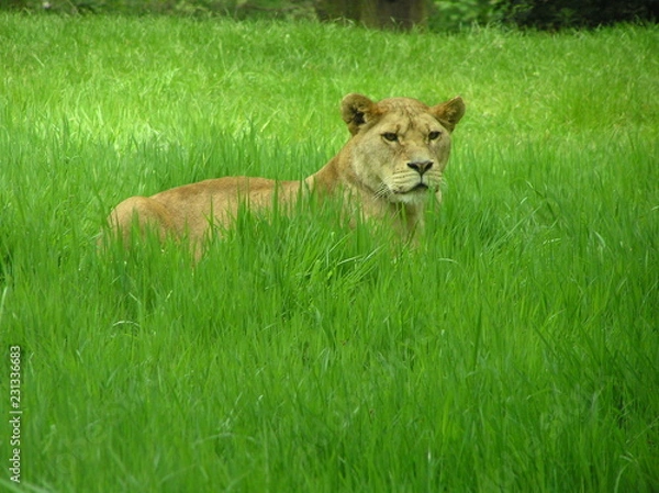Obraz lioness
